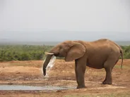 Auto-safari dans le parc d'Addo, Parc national d'Addo Elephant, Afrique du Sud