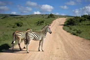 Boucle sud et zone des zèbres de montagne, Parc national d'Addo Elephant, Afrique du Sud