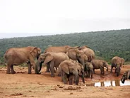 Point d'eau de Hapoor et affûts, Parc national d'Addo Elephant, Afrique du Sud