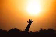 Safari guidé, du lever au coucher du soleil, Parc national d'Addo Elephant, Afrique du Sud