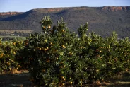 Village de Addo et les vergers d'agrumes, Parc national d'Addo Elephant, Afrique du Sud