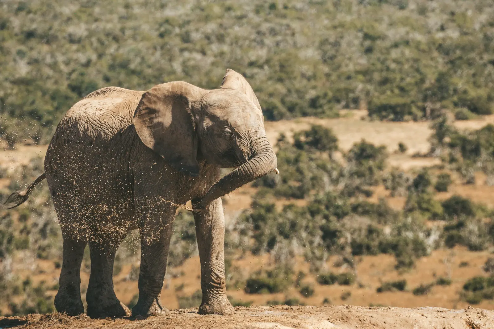Parc national d'Addo Elephant, Afrique du Sud