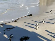 Manchots de Stony Point, Hermanus et la baie de Walker, Afrique du Sud
