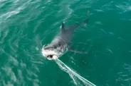 Plongée en cage avec les requins blancs, Hermanus et la baie de Walker, Afrique du Sud