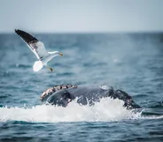 Sortie baleines en bateau, Hermanus et la baie de Walker, Afrique du Sud