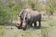 Auto-safari dans le Kruger, Parc Kruger, Afrique du Sud