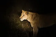 Sortie de nuit avec un ranger, Parc Kruger, Afrique du Sud