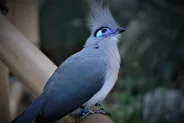 Birds of Eden, Monkeyland et Jukani, Route des Jardins, Afrique du Sud