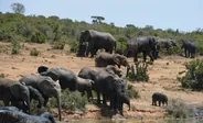 Knysna Elephant Park, Route des Jardins, Afrique du Sud