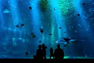 Aquarium de Cairns, Cairns et la Grande Barrière, Australie