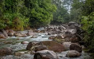 Mossman Gorge et la forêt du Daintree, Cairns et la Grande Barrière, Australie