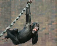 Zoo de Taronga, Sydney, Australie