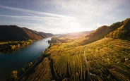 Vignobles du Grüner Veltliner, La Wachau, Autriche