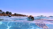 Snorkeling avec les tortues, Gili Air, Bali