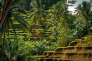 Randonnée dans les plantations de café, Munduk, Bali