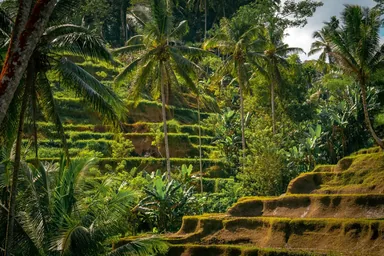 Randonnée dans les plantations de café
