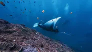 Snorkeling avec les raies manta, Nusa Lembongan, Bali