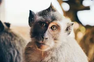 Forêt des singes sacrée, Ubud, Bali