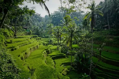 Rizières de Tegallalang