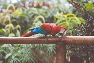 Parc des oiseaux, Foz do Iguaçu, Brésil