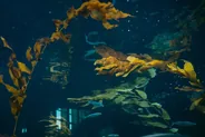 Aquarium de la baie de Monterey, Monterey et Carmel, Californie