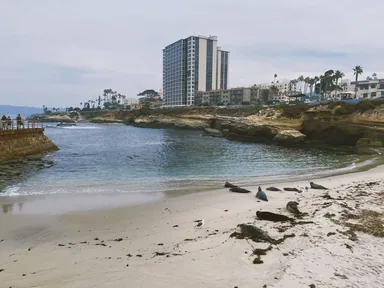La Jolla Cove et ses phoques