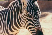 Zoo de San Diego, San Diego, Californie