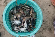 Marché aux crabes, Kep, Cambodge