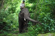 Forêt des éléphants et village bunong, Mondolkiri, Cambodge