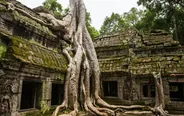 Ta Prohm sous les fromagers, Siem Reap et Angkor, Cambodge