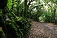 Sentier des Sens, forêt de l'Anaga, La Laguna et l'Anaga, Canaries