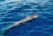 Observation des globicéphales, Los Gigantes et Masca, Canaries