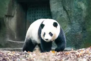 Base de recherche des pandas géants, Chengdu, Chine