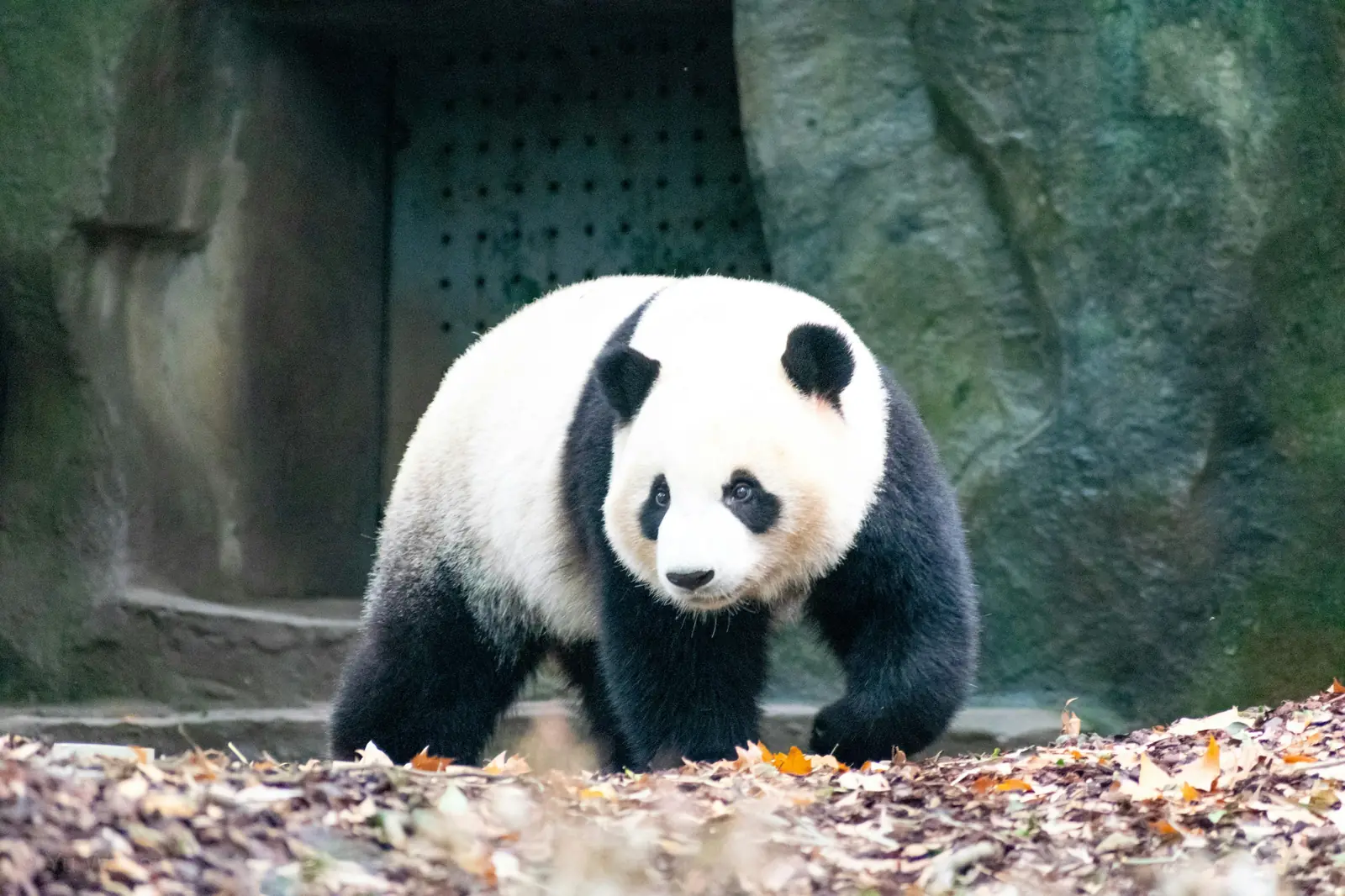 Chengdu, Chine