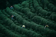 Plantations de thé de Longjing, Hangzhou, Chine