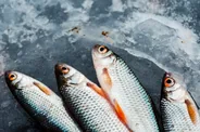 Poisson du golfe et vins de Porto-Vecchio, Porto-Vecchio et Bavella, Corse