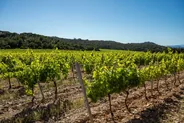 Vignobles de Patrimonio et dégustation, Saint-Florent et les Agriates, Corse