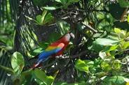 Parc national du Corcovado, secteur Sirena, Corcovado et Drake, Costa Rica