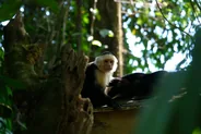 Parc national Manuel Antonio, Manuel Antonio, Costa Rica