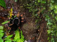 Marche de nuit en forêt, Monteverde, Costa Rica