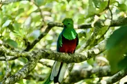 Réserve de Curi-Cancha, Monteverde, Costa Rica
