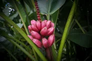 Marché fermier d'Uvita, Uvita et Marino Ballena, Costa Rica