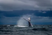 Observation des baleines à Provincetown, Cape Cod, Côte Est américaine