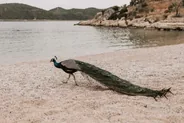 Île de Lokrum, Dubrovnik, Croatie