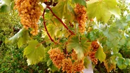 Vignobles de Lumbarda et grk, Korčula, Croatie