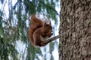 Forêt de Rothiemurchus et faune, Les Cairngorms, Écosse