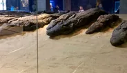 Musée du crocodile de Kôm Ombo, Édfou et Kôm Ombo, Égypte