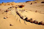 Vallée des Baleines, Wadi al-Hitan, Le Fayoum, Égypte