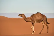 Marché aux chameaux, Al Aïn, Émirats arabes unis