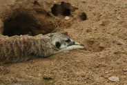 Zoo d'Al Aïn et safari du désert, Al Aïn, Émirats arabes unis